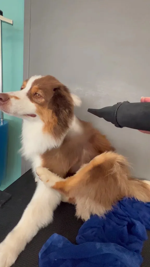 Doggos Grooming, Artisan Toiletteur - photo 2