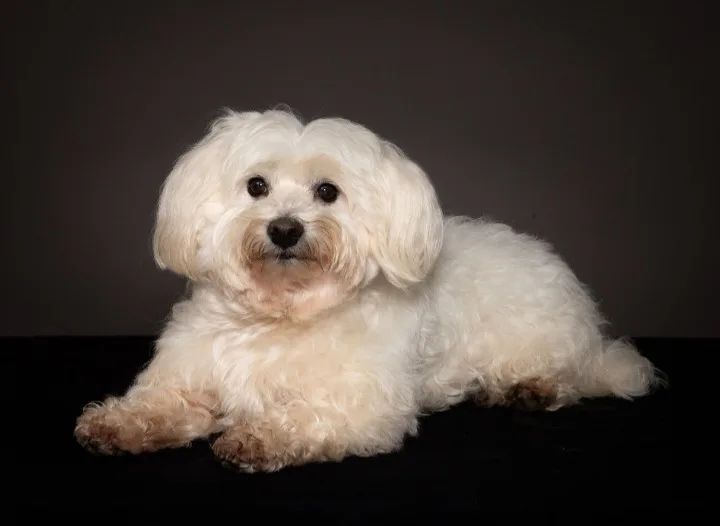 Elégance Canine - photo 1