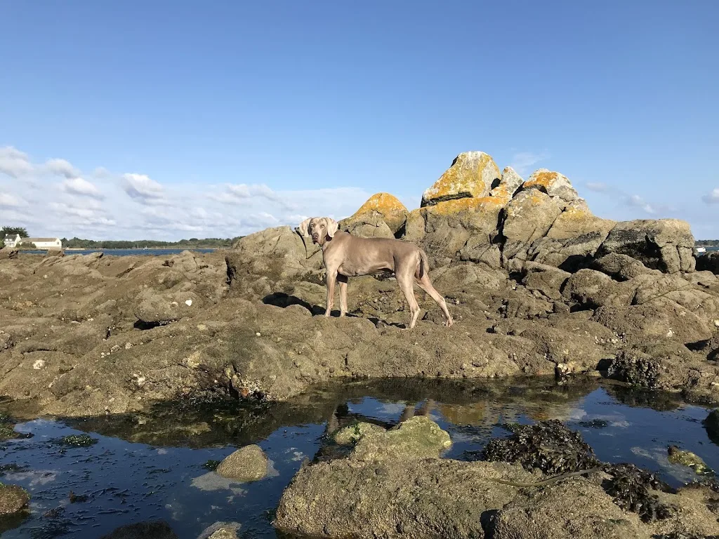 Dog Glamour - photo 3