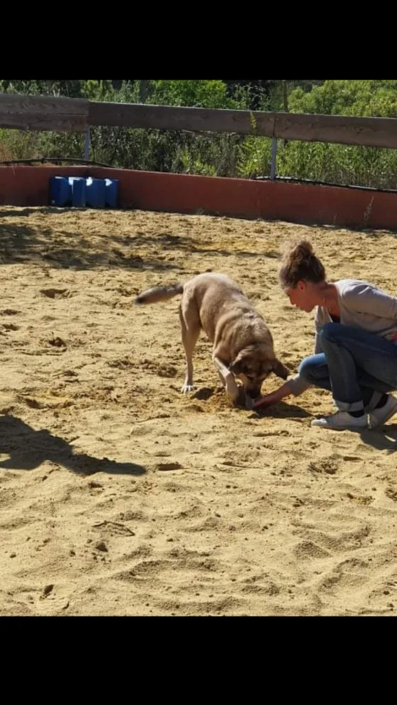 Caninzen - photo 2