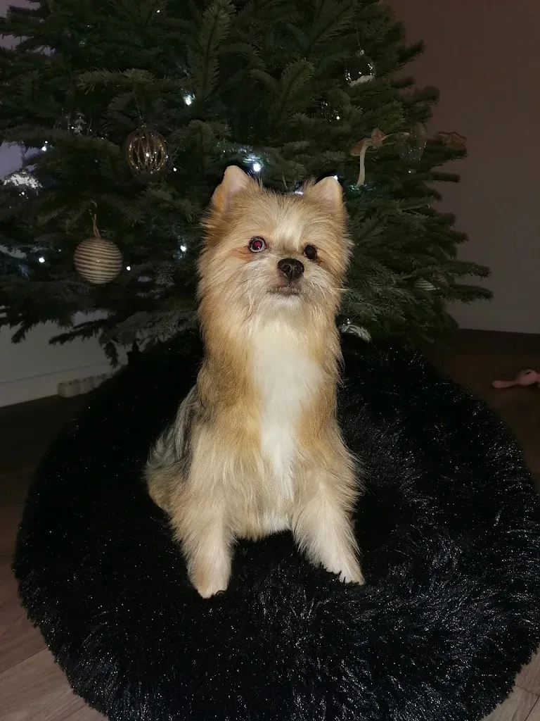 L Academie Des Chiens - photo 2