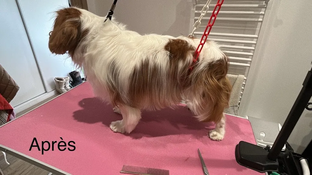 Stephi Dog toilettage - photo 2