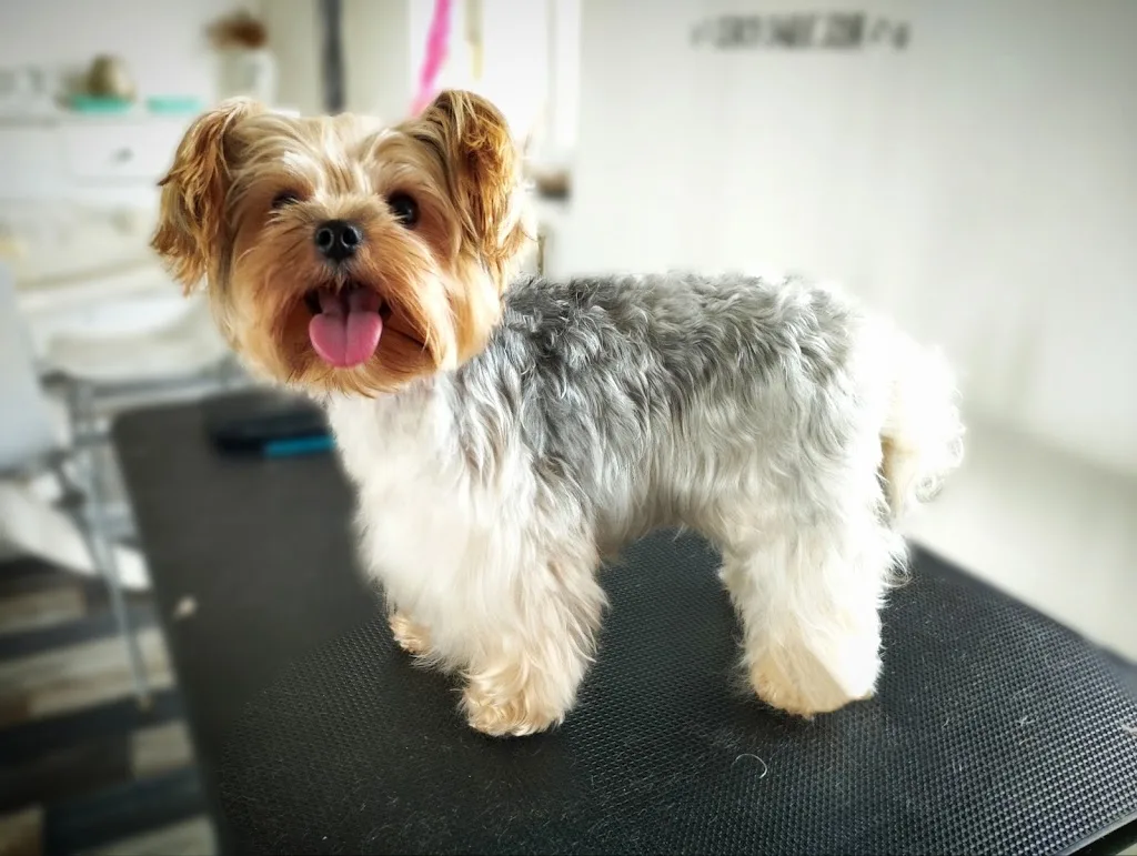 Nom d’une Truffe 🐾 toilettage à domicile aux alentours de Briey (54) - photo 1