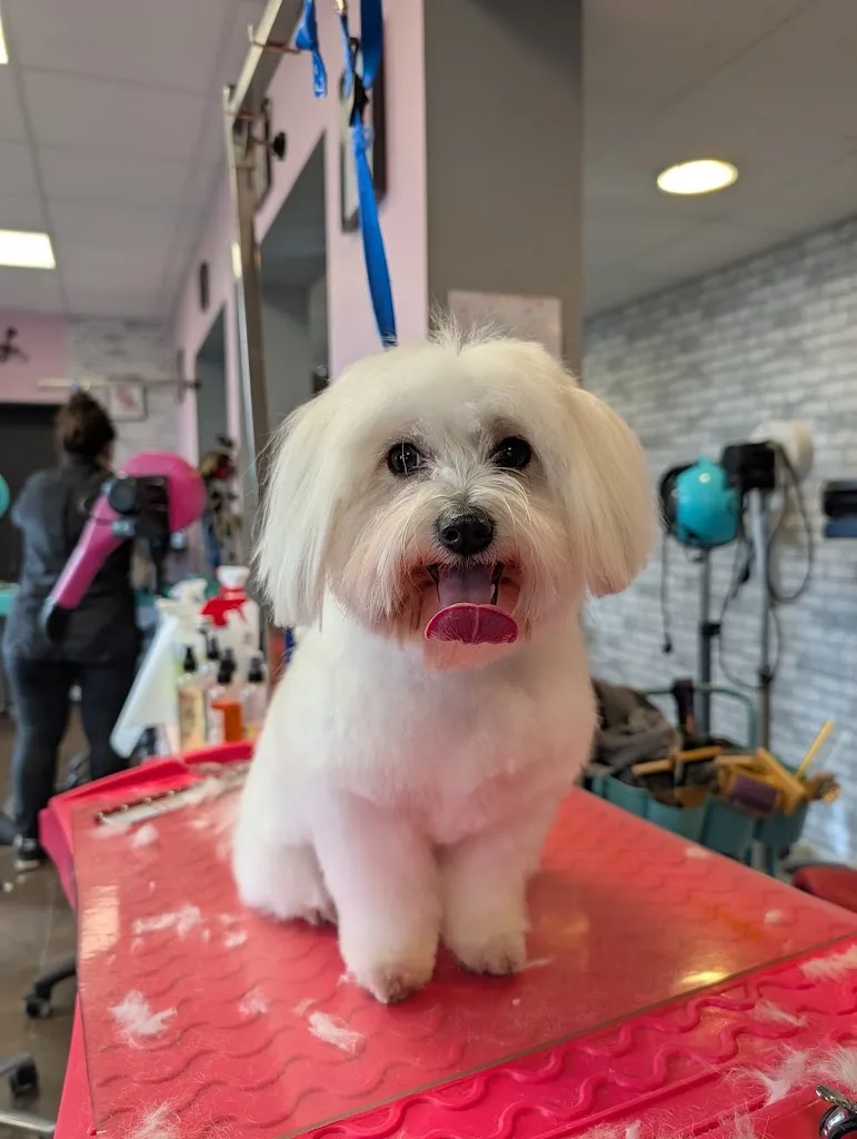 L'Atelier Canin - photo 1