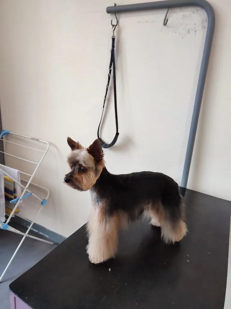 A LE RHEU CHIEN - photo 1