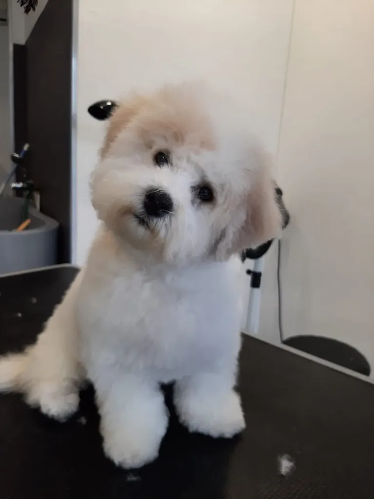 DOG & CHIC - photo 3