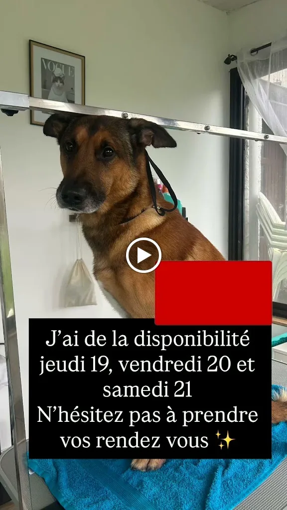 Bounette Toilettage Canin et Félin - photo 2