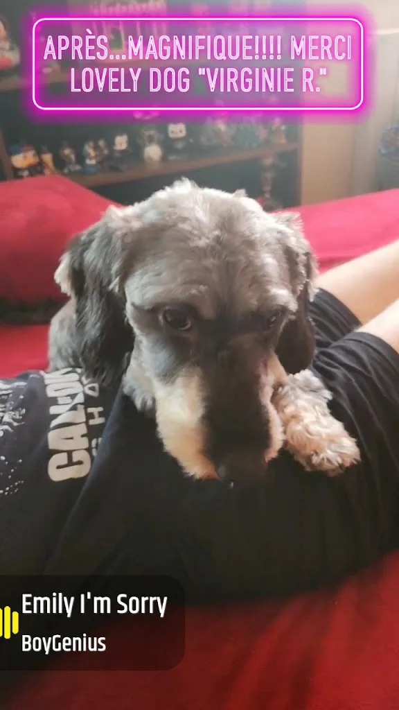 Lovely dogs - photo 2