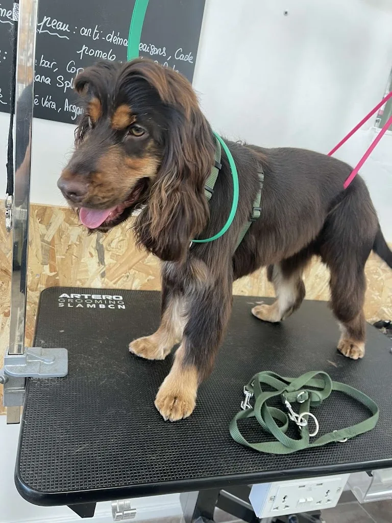STUDIO CANDIDOG - photo 3