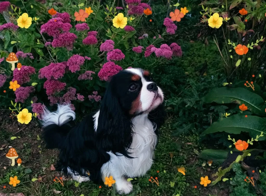 Au Vrai Chic Canin - photo 3