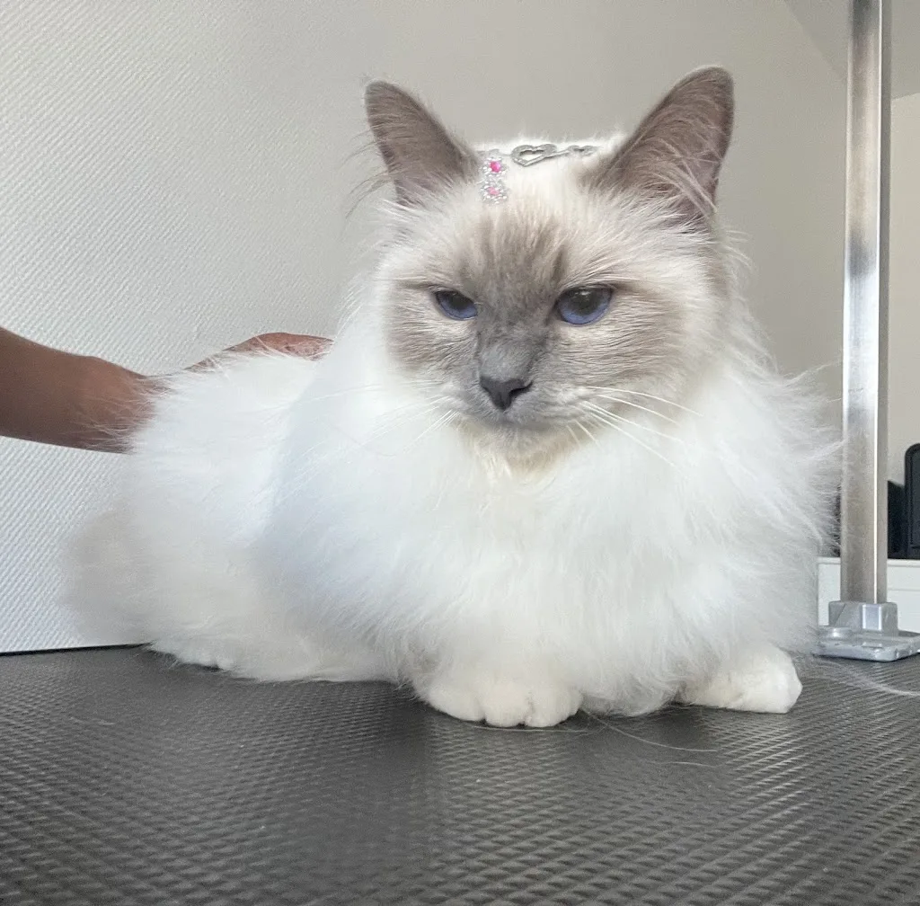 Les Animaux d'Ana - photo 2
