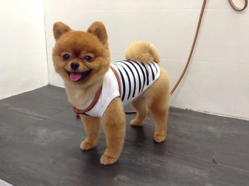 Doggy Chou - photo 1
