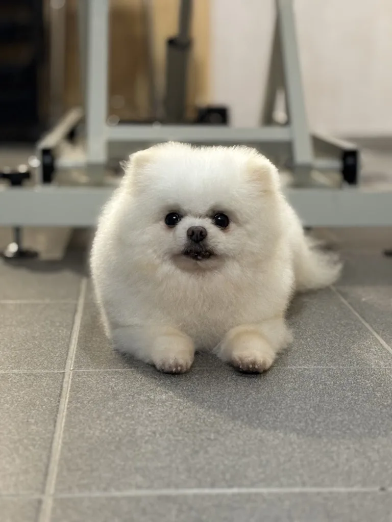 Nom d’un chien - photo 3