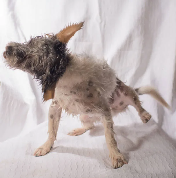 Pfotenliebe Dog Spa - photo 1