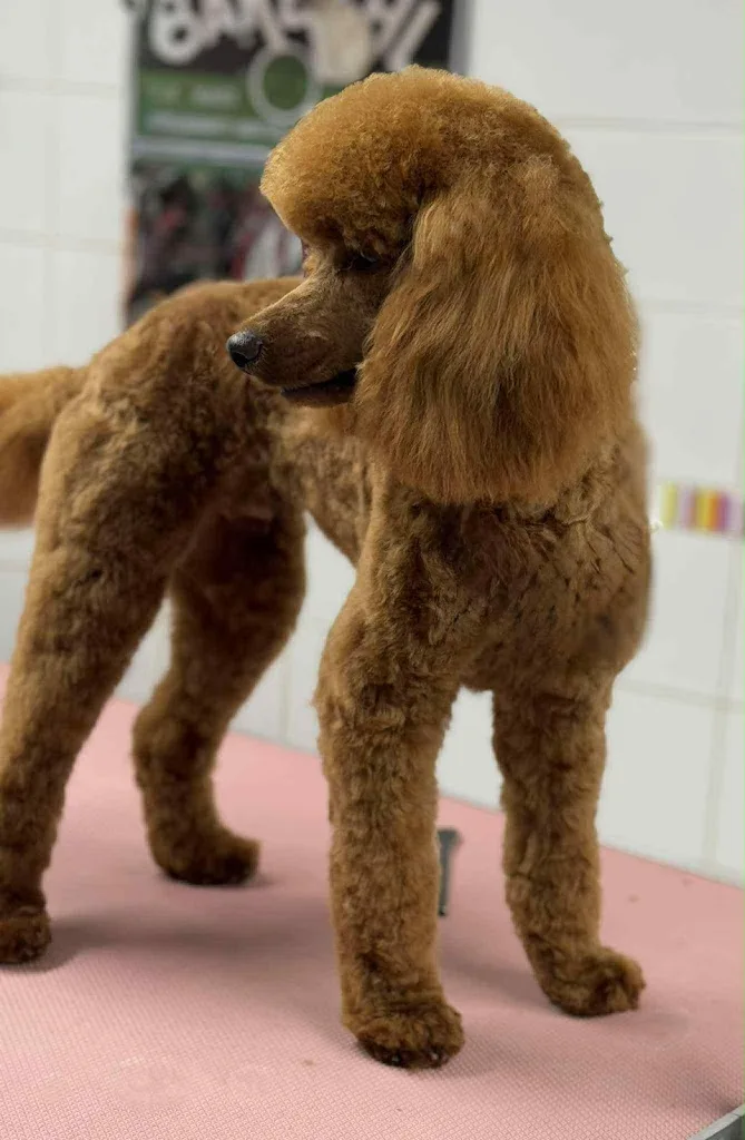 Histoire De Chien - photo 2