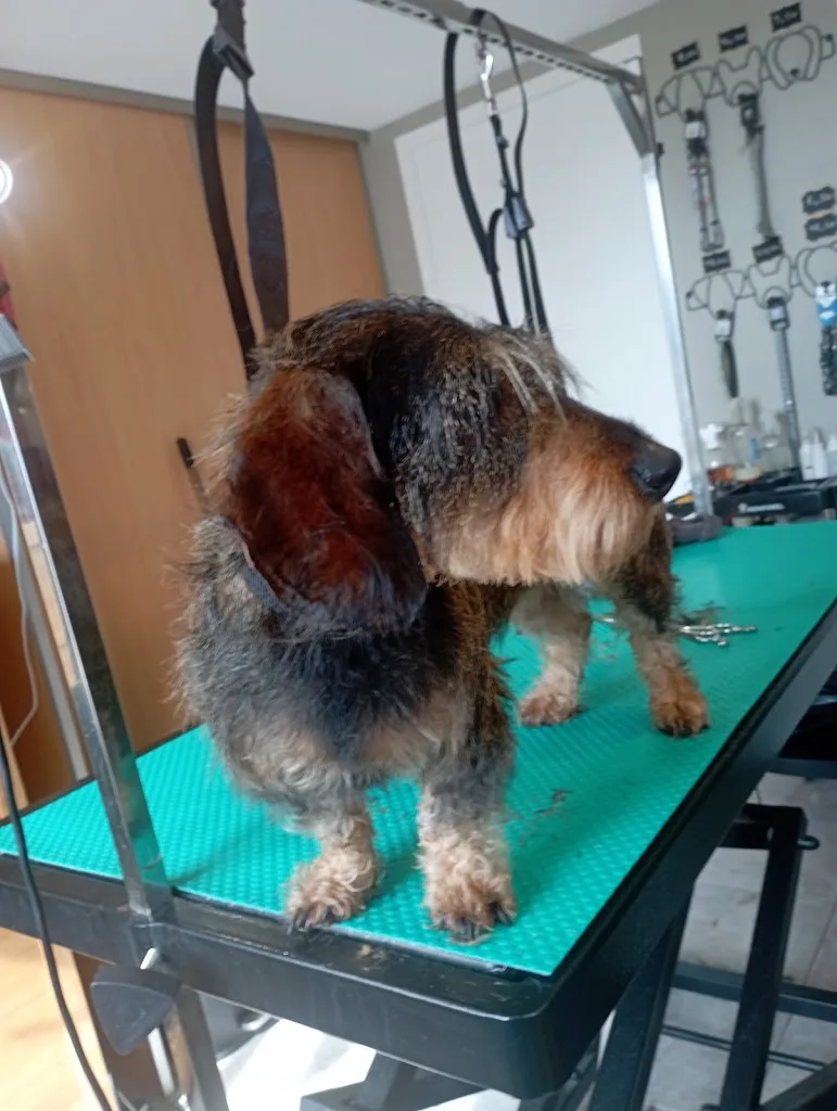 So Happy Dog - photo 2