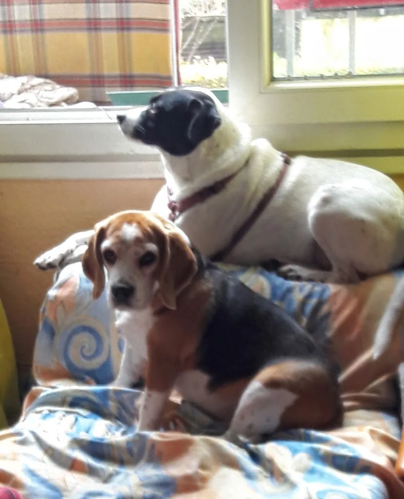 Happy Dog - photo 3
