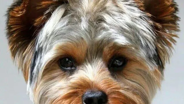 CANI’LY - photo 1