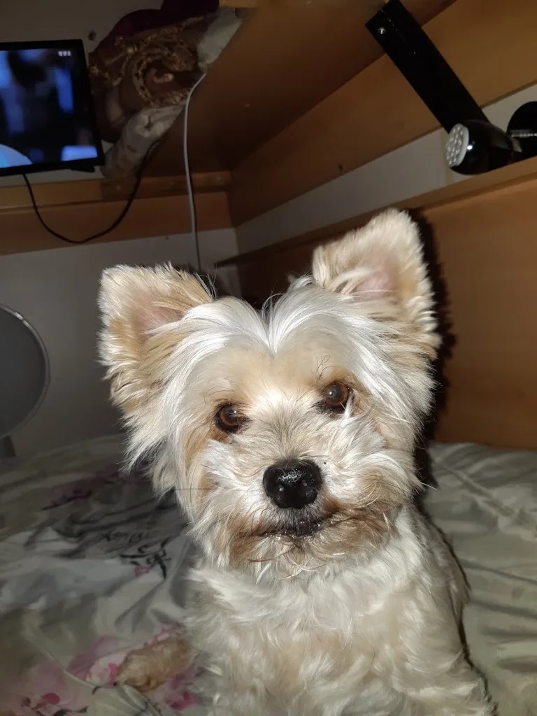 Punky Toilettage - photo 2