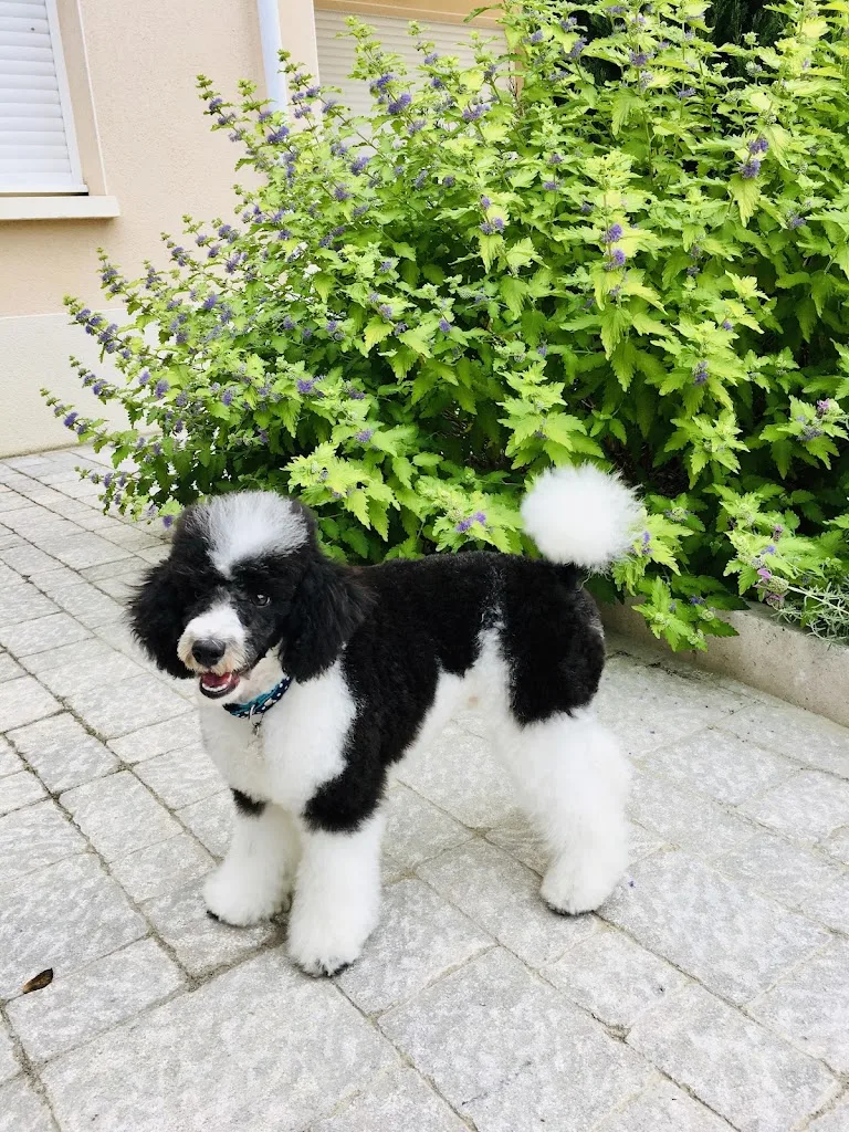 DOG MODEL - photo 1