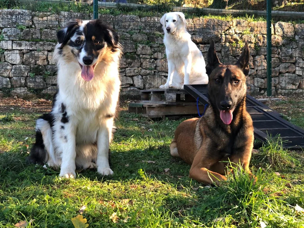 SKY DOG - photo 3