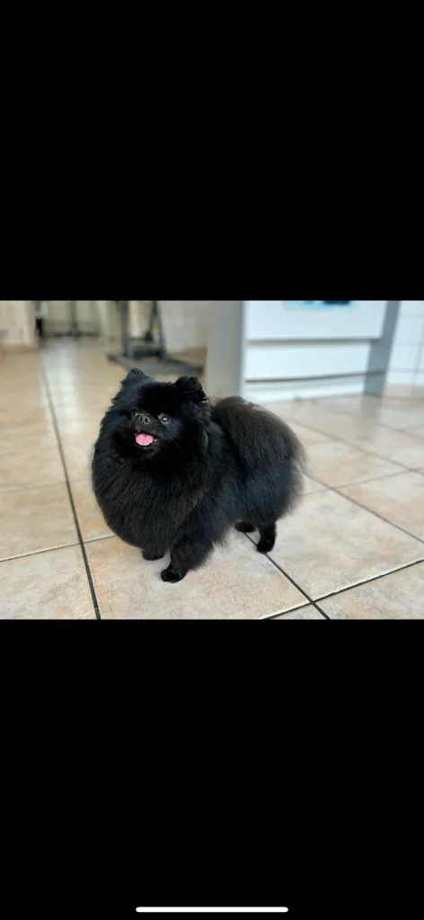 Au Chien Chic - photo 2