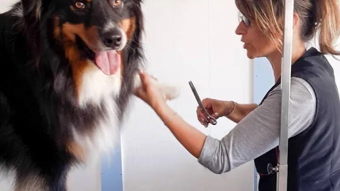 Estheti'chiens - photo 2