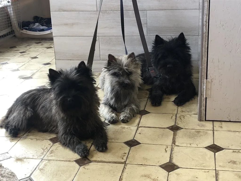Salon de toilettage Renoud-Grappin Anais chien et chat - photo 1