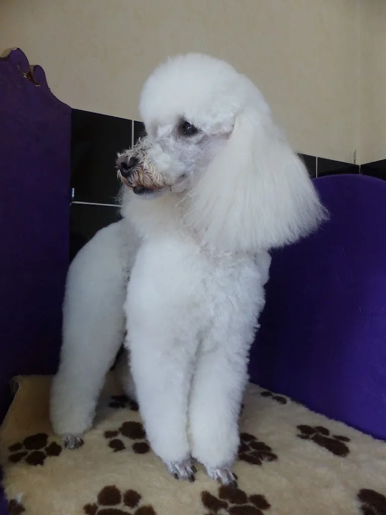 Au Bonheur des Dogs - photo 1