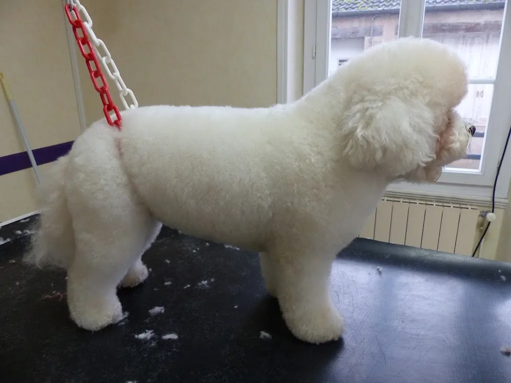 Au Bonheur des Dogs - photo 2