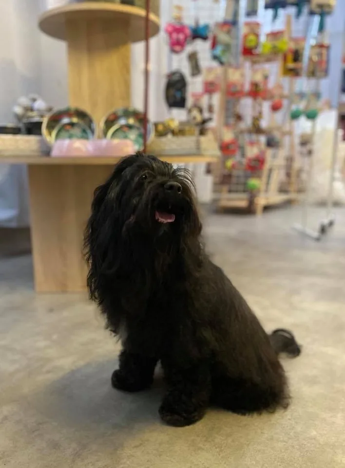 Salon de Toilettage Dog K'ouaff - photo 1