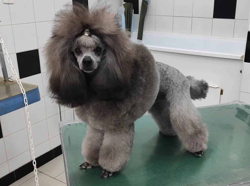 Toilettage Les Chiens de Chantal S. - photo 1