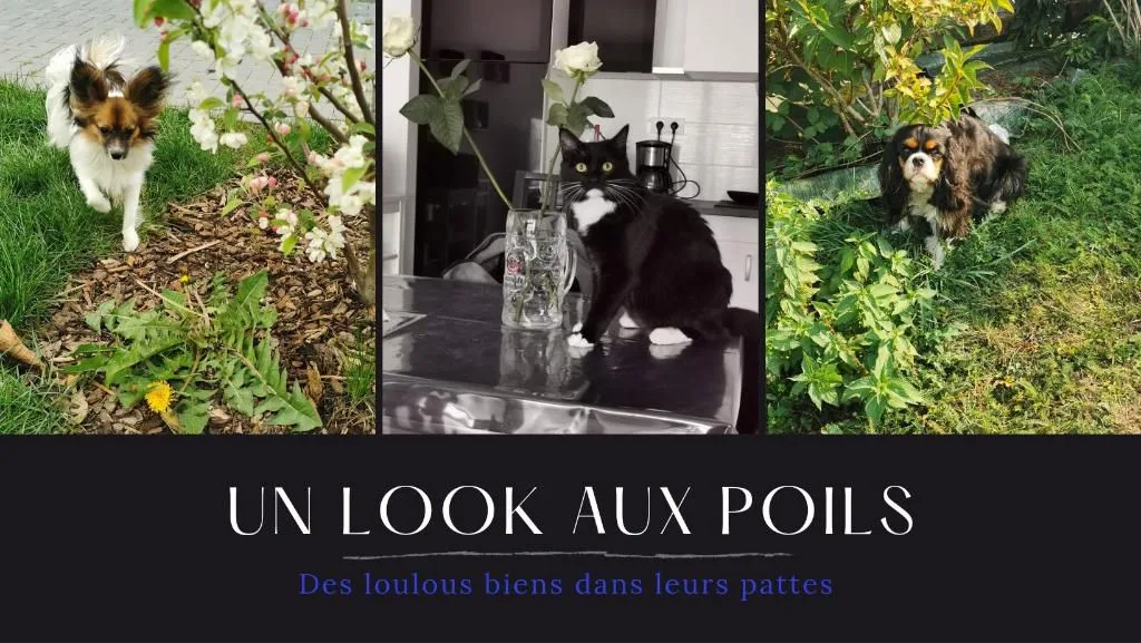 Un Look Aux Poils - photo 2