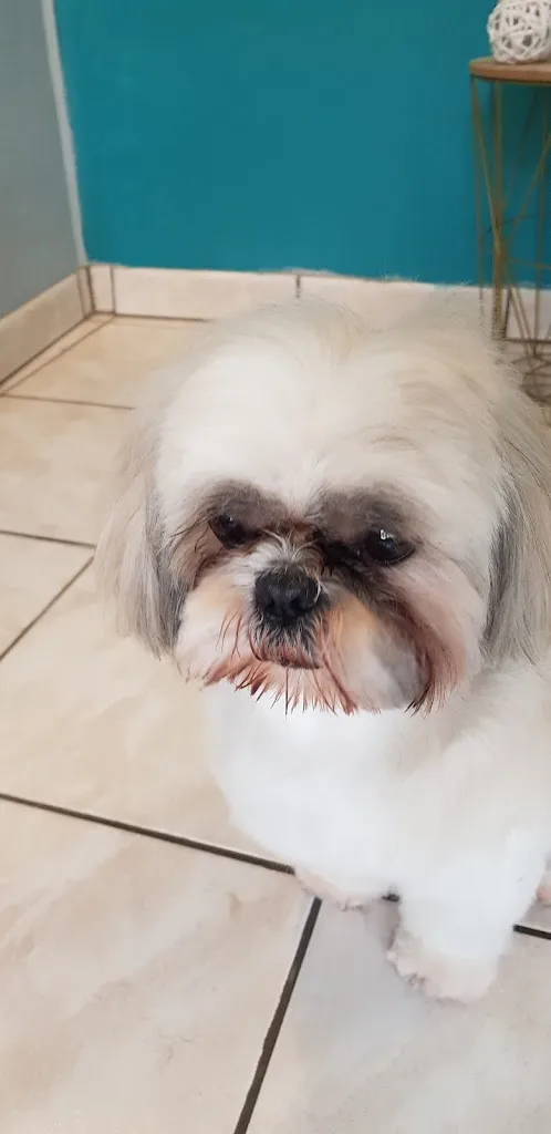 Au Calin Du Chien - photo 2