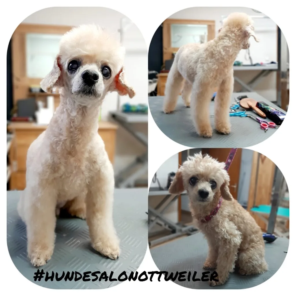 Kami Dogs Hundefriseur - photo 2