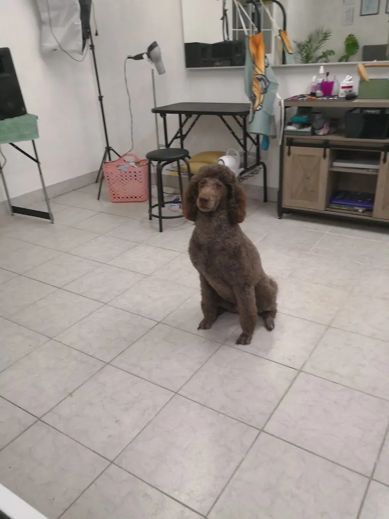 Kami Dogs Hundefriseur - photo 3