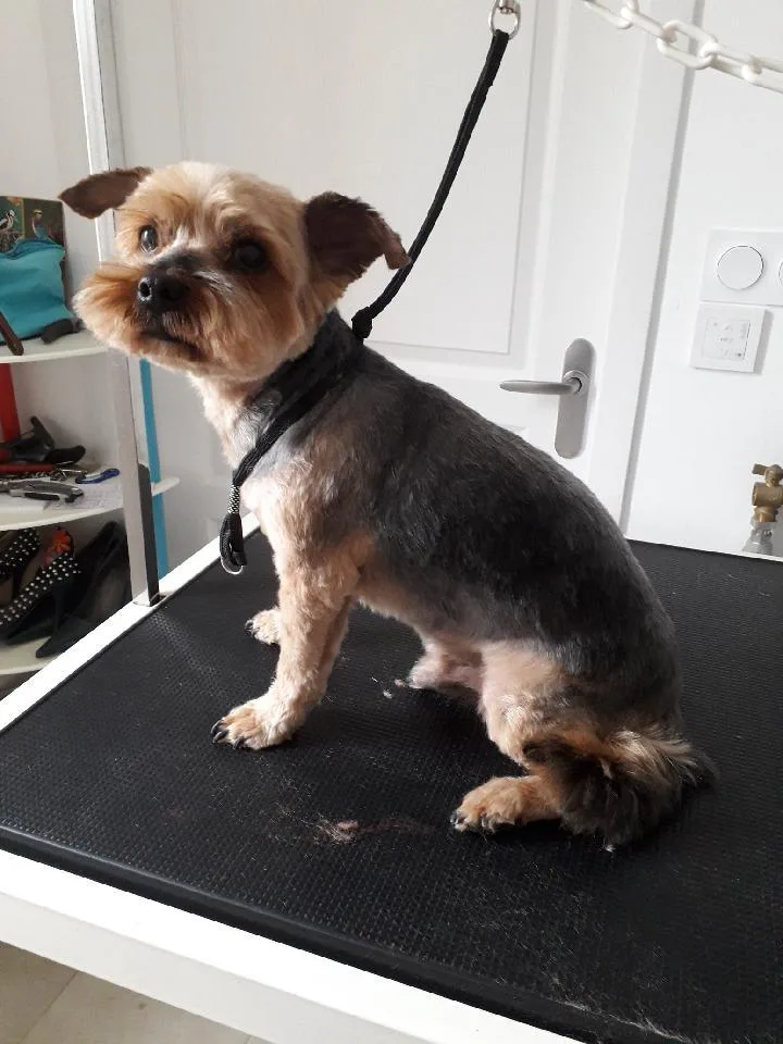 La 4 Pattes Mobile, toiletteur canin itinérant Loire Authion - photo 2