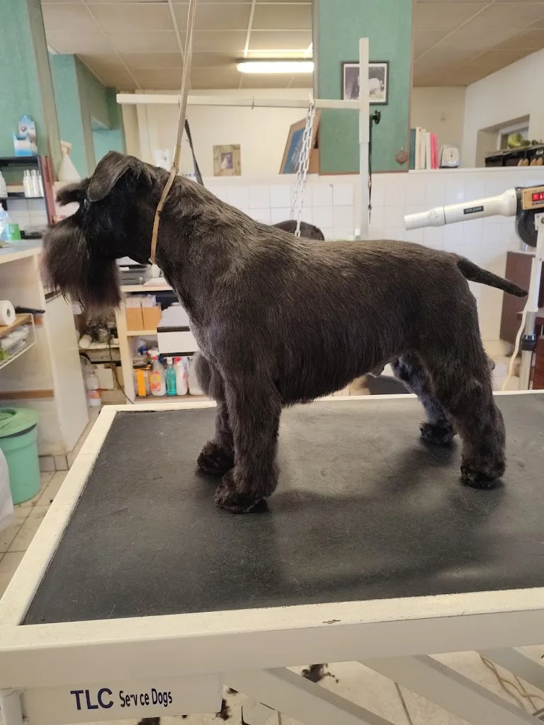 Aux petits soins canins - photo 3
