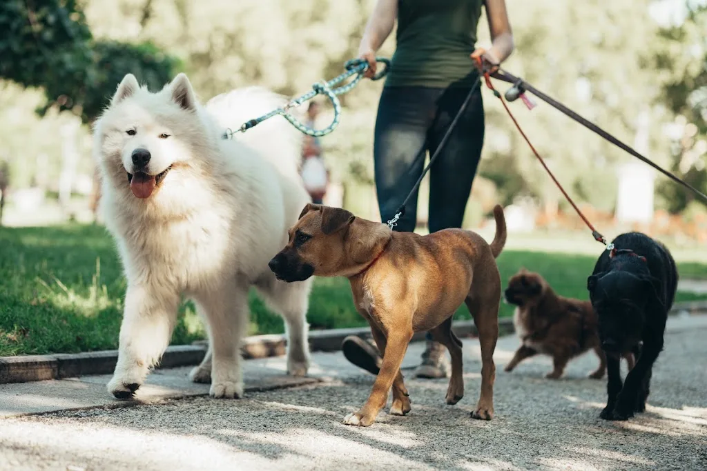 L'ESPRIT CANIN toilettage et pension pour chien - photo 1