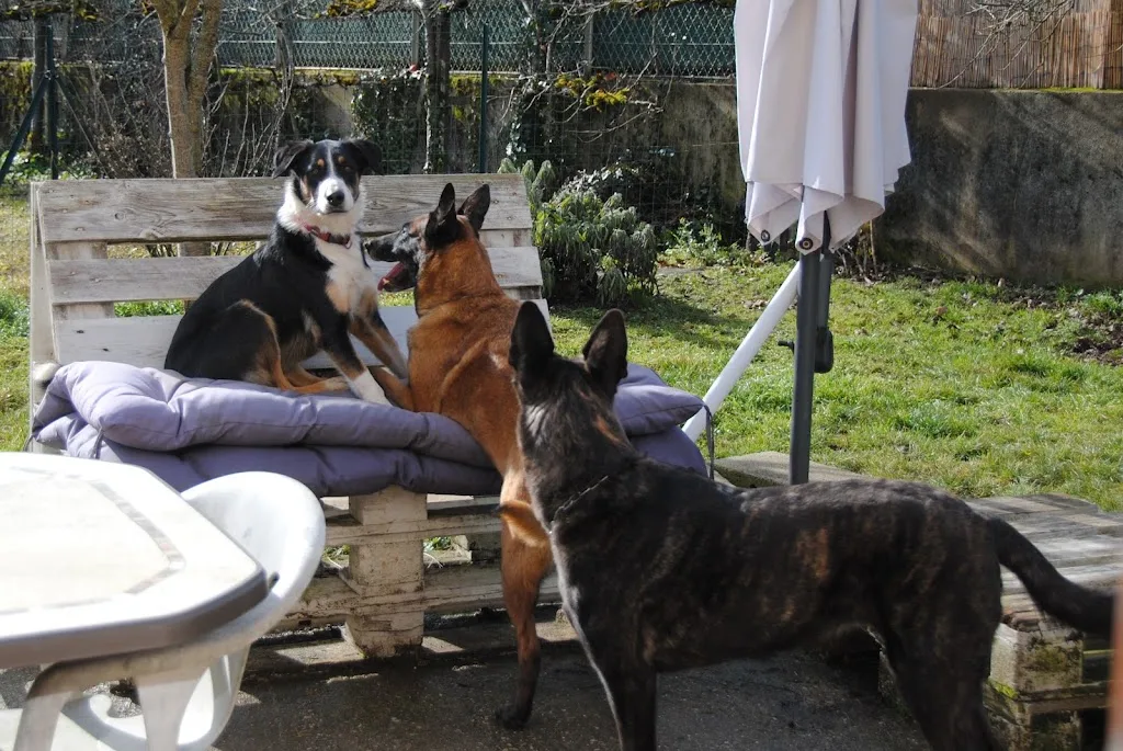 L'ESPRIT CANIN toilettage et pension pour chien - photo 2