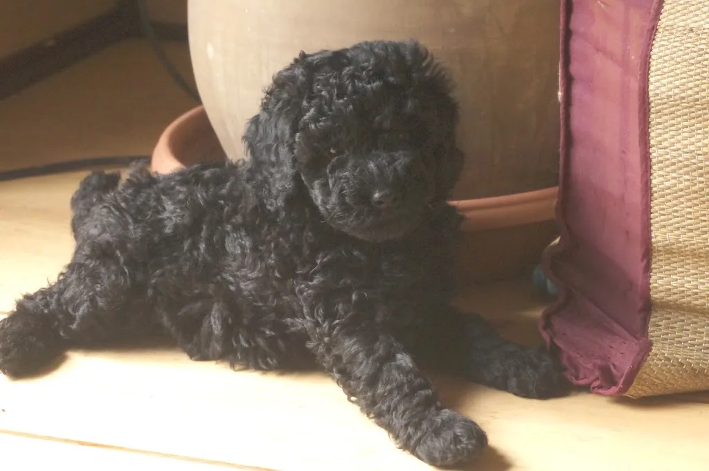 Charly's-Dog - photo 2