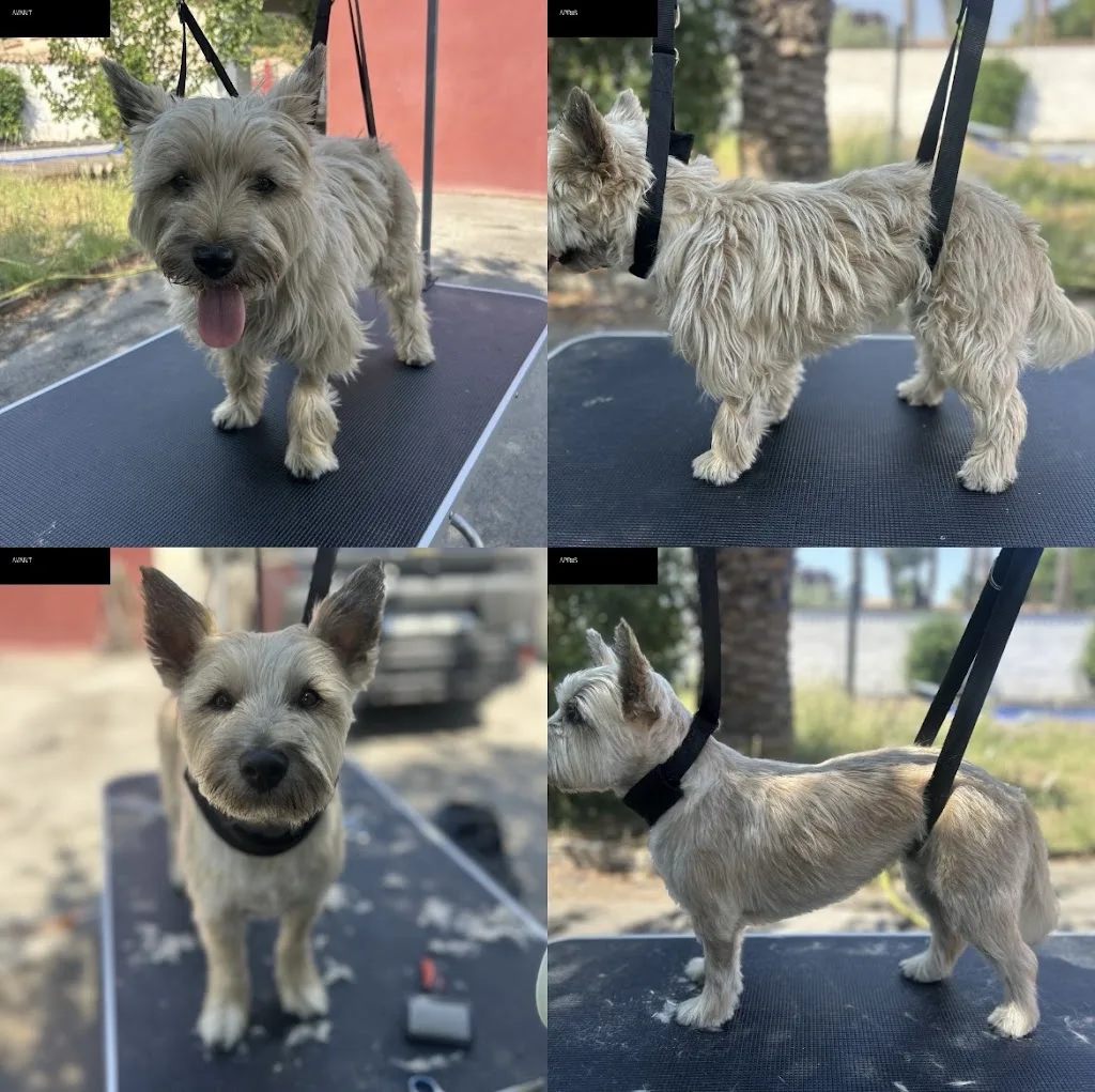 Dog Wash & Brush – Toilettage canin à domicile - photo 2