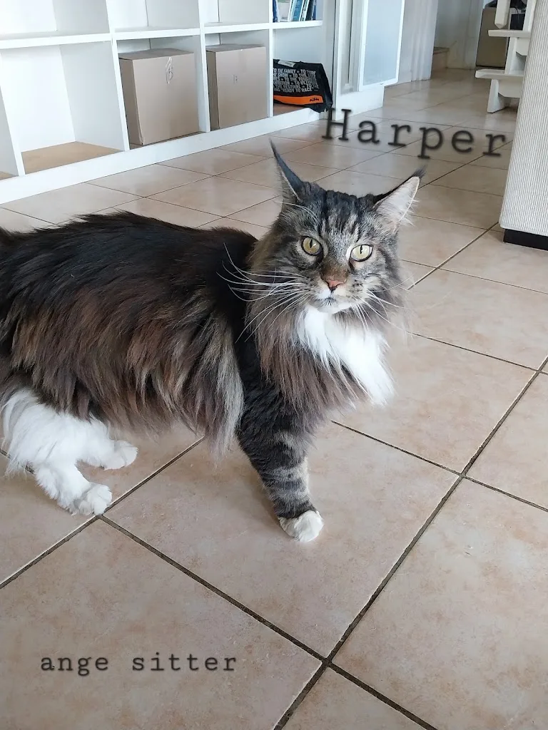 Pension Ange sitter /salon de toilettage les pattes patounes - photo 2