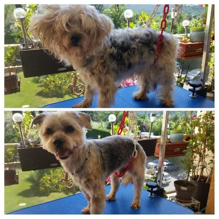 Salon De Toilettage Dog Wash - photo 2