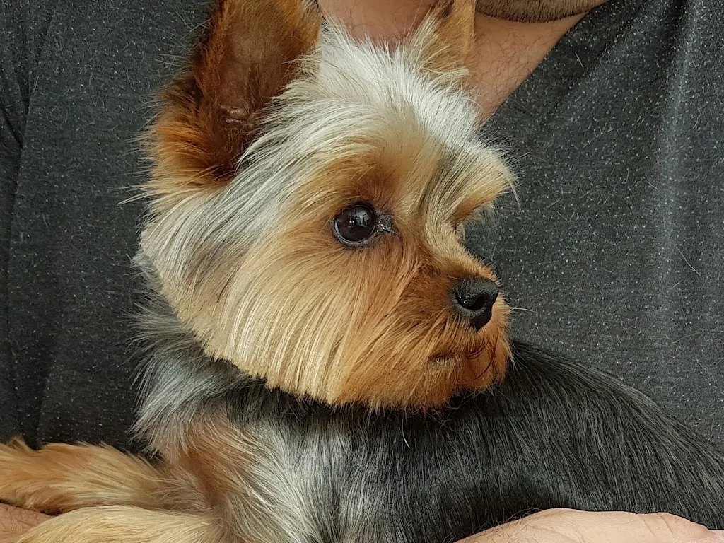 STAR*DOG - photo 2