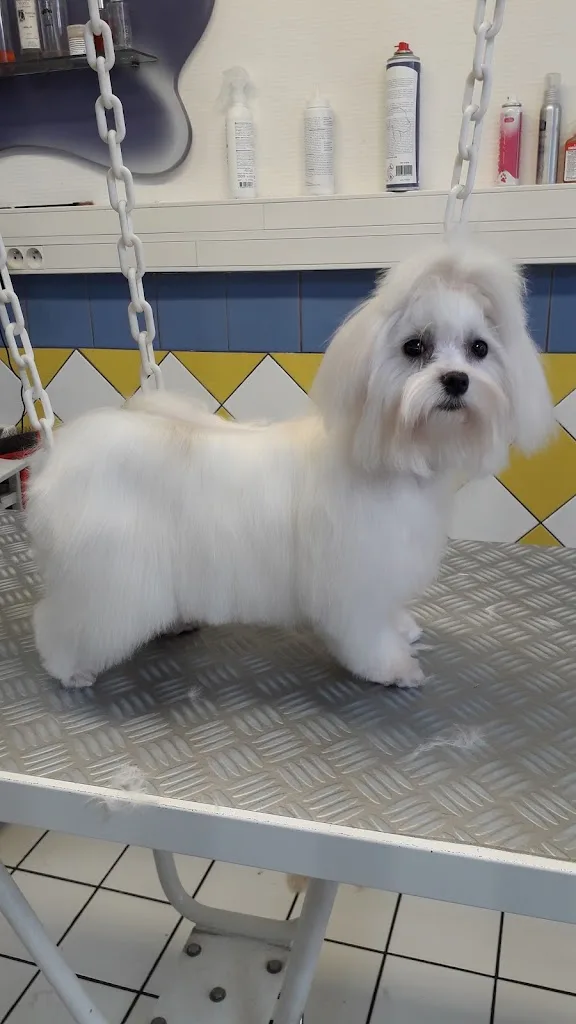 Aimie Toilettage à domicile - photo 1