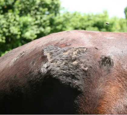 S.E.A 45 - Chloé Carême | Soins Animaliers & Transport - photo 2