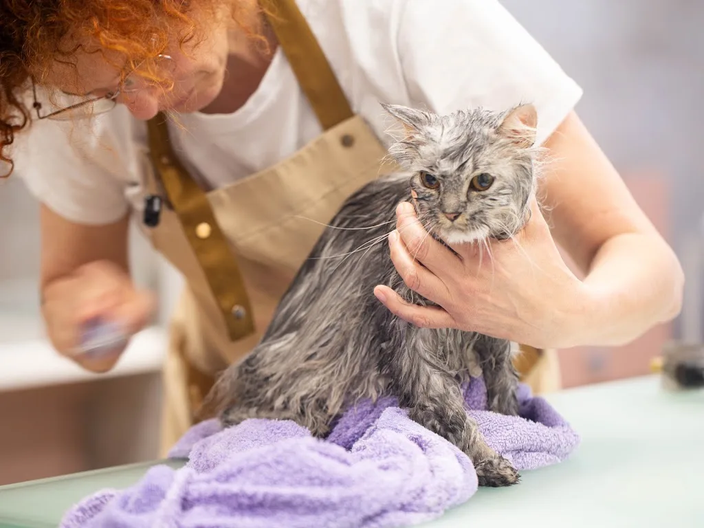 L'atelier Pattes et Peau/ toilettage Chiens et chats - photo 3