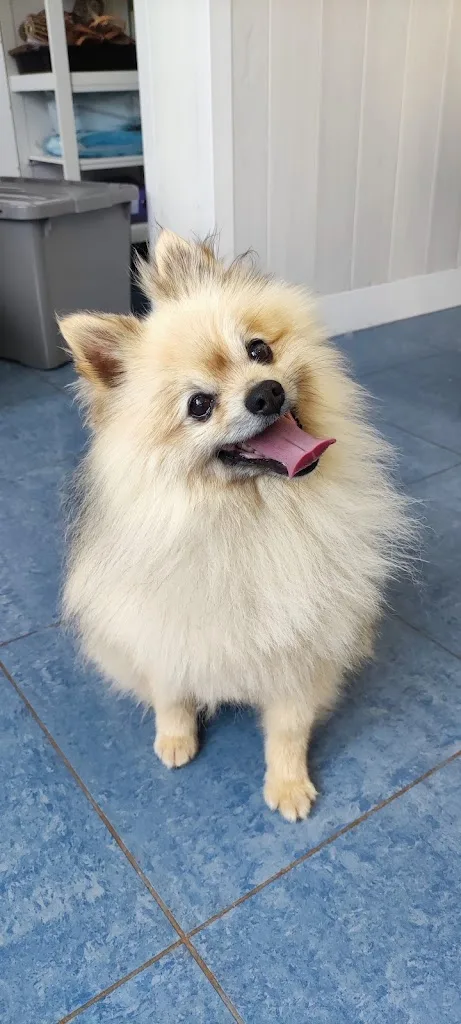 DOG'S PARADISE - photo 1