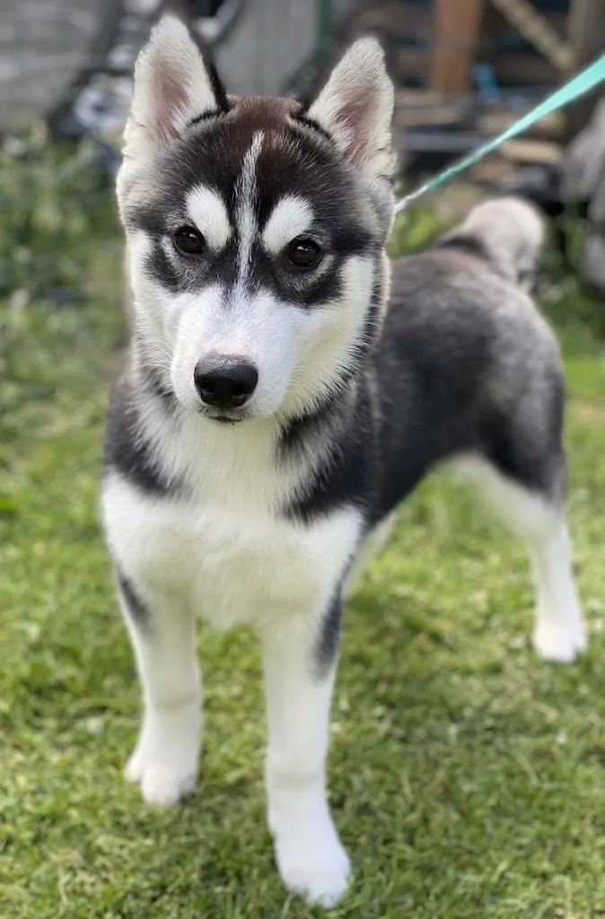Coupe Dog - photo 2